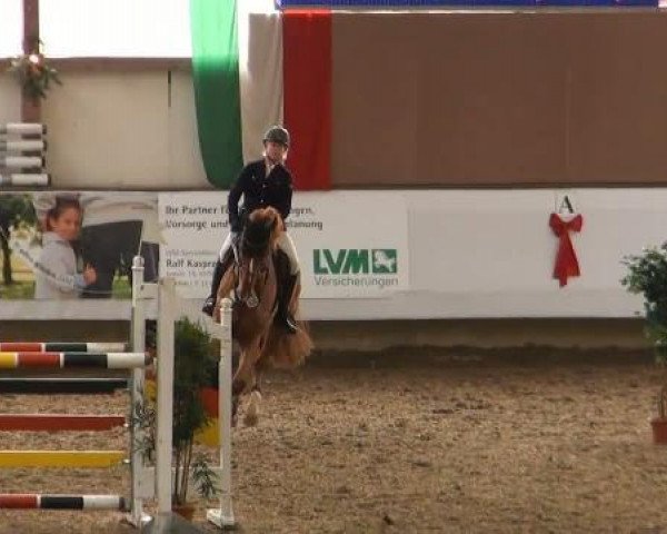 jumper Flamme du Ri d'Asse (Belgian Warmblood, 2005, from Nagano)