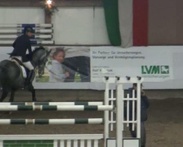 Springpferd Cremona 22 (Holsteiner, 2004, von Clearway)