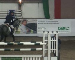 Springpferd Cremona 22 (Holsteiner, 2004, von Clearway)