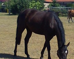 Klacz hodowlana Jurica (Niemiecki Koń Sportowy, 2009, od Juventus)