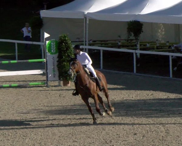 Reitturnier Bülach 2022