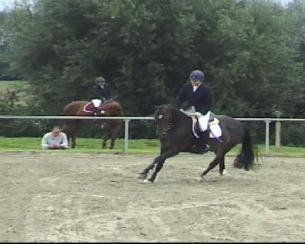 jumper Sulea (Westphalian, 2004, from Santa Cruz)