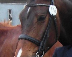 dressage horse Rouletto K (Oldenburg, 1998, from Raphael)
