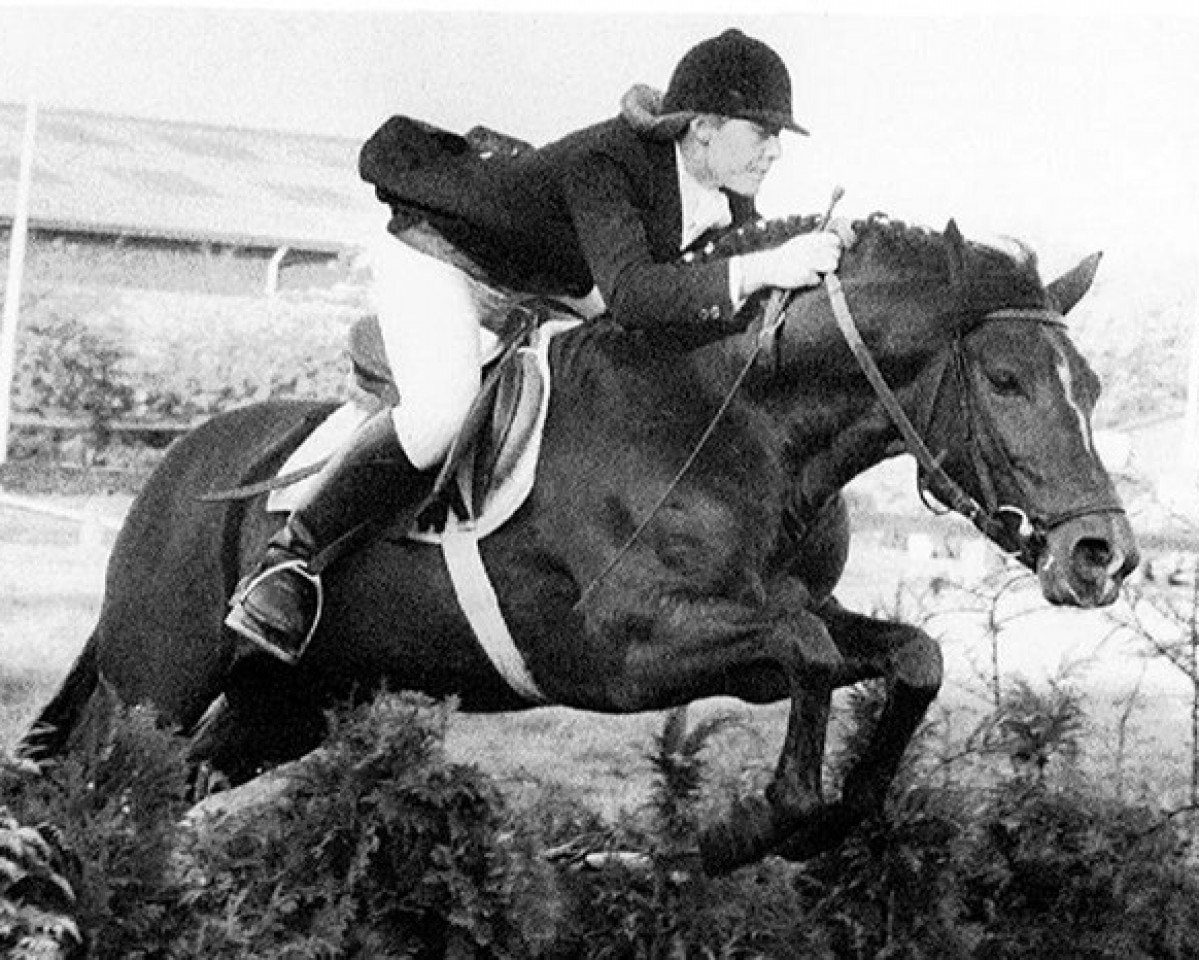 Deckhengst Priory Prickle (New-Forest-Pony, 1978, von Tomatin Golden Gorse)