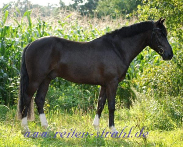 jumper Moorhill's Matador (New Forest Pony, 2006, from Major)