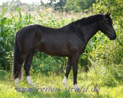 jumper Moorhill's Matador (New Forest Pony, 2006, from Major)