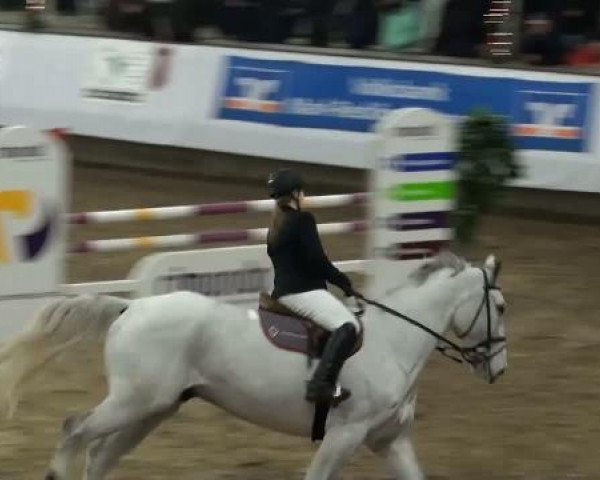 jumper Countdown 41 (Hanoverian, 2003, from Cordalme Z) jumper Countdown 41 (Hanoverian, 2003, from Cordalme Z)