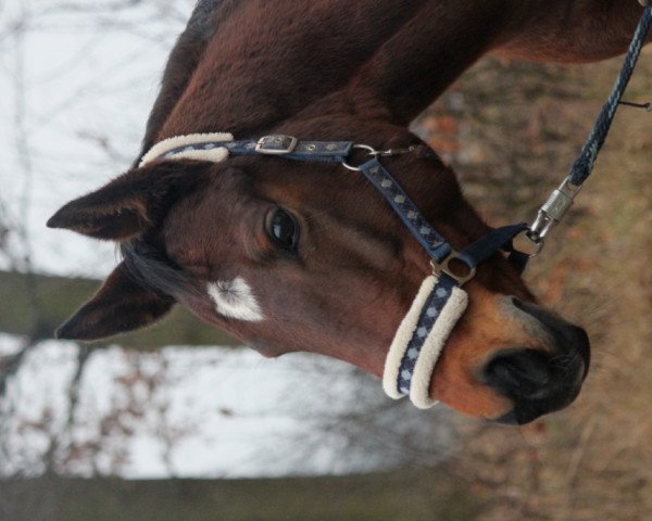 Pferd Aimée (Hannoveraner, 1997, von Chablis)