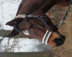 horse Aimée (Hanoverian, 1997, from Chablis)