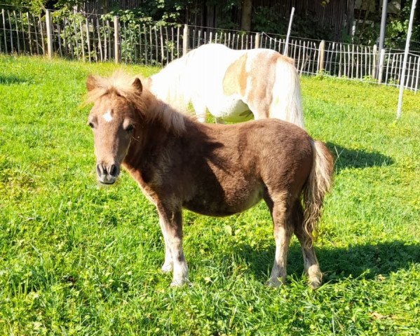horse Prosecco aus dem Meisental (Shetland pony (under 87 cm), 2022, from Eddy von der Pumpermühle)