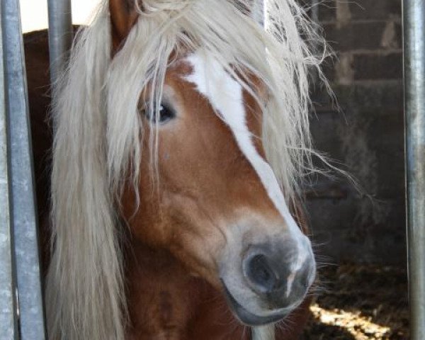 horse Steinway (3,125% ox) (Edelbluthaflinger, 1998, from Steinach)