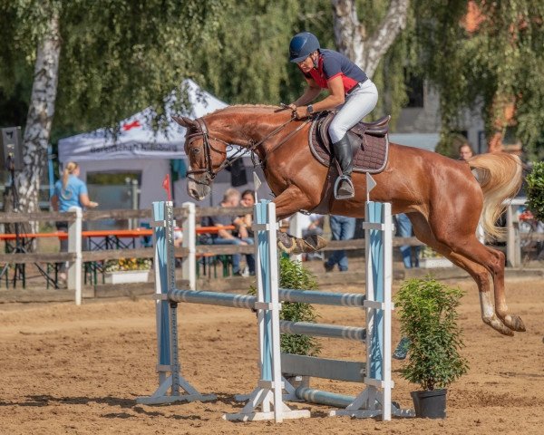 jumper Qlicklady S (Hanoverian, 2018, from Qualito)