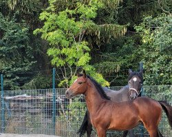 Pferd Campari W (Holsteiner, 2022, von Cahil 3)
