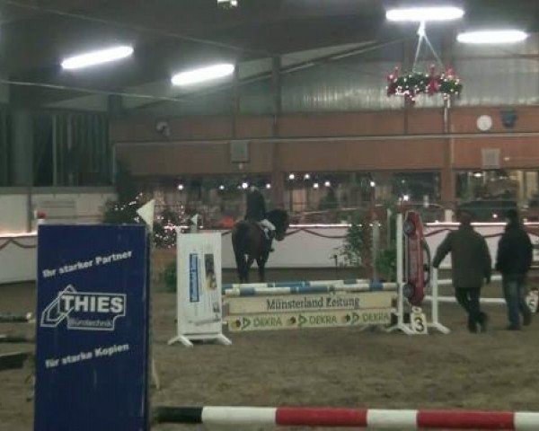 Springpferd Royal Dancer 25 (Oldenburger, 2002, von Rohdiamant)