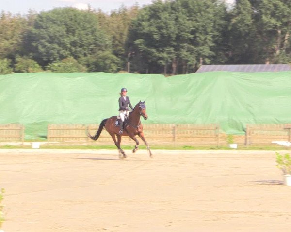 Reitturnier Schülp / Rendsburg 2022