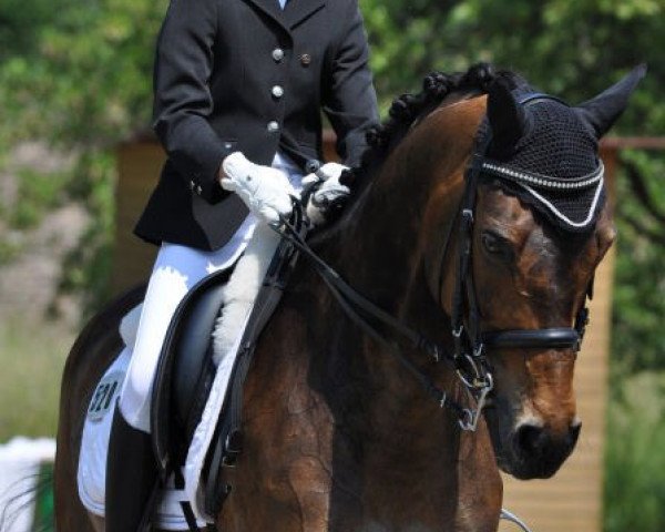dressage horse Power Paulchen (German Riding Pony, 1996, from Power Star B)