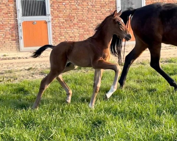 horse Hengstfohlen v. Vivino (Hanoverian, 2021, from Vivino)