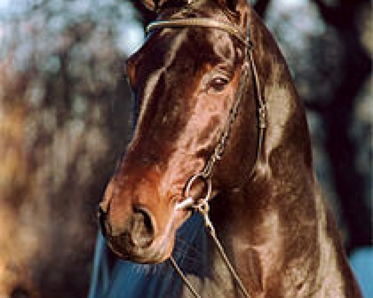 Deckhengst Collin L (Oldenburger, 1997, von Contender)