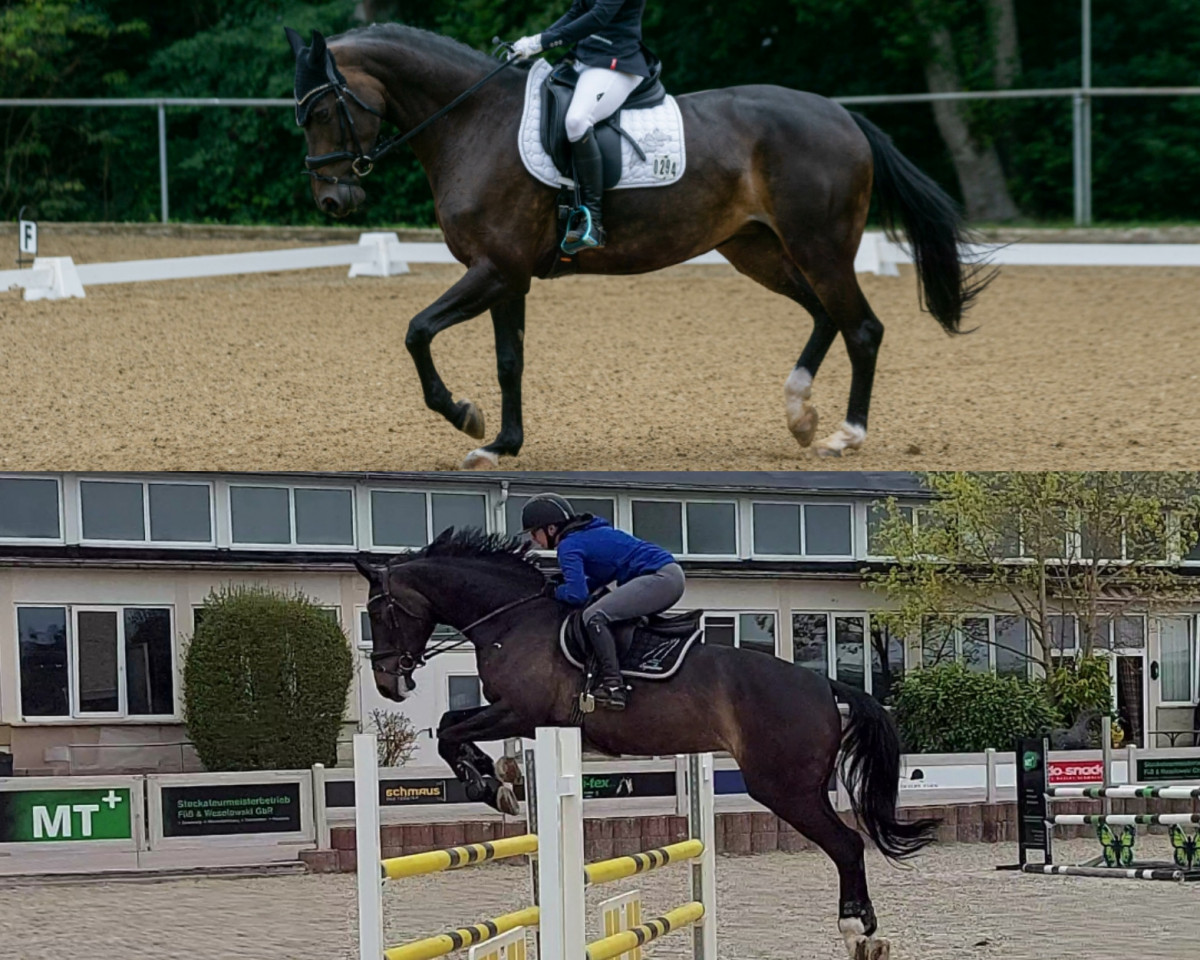 Dressurpferd Ramira Uno (Deutsches Sportpferd, 2014, von Ramirado)