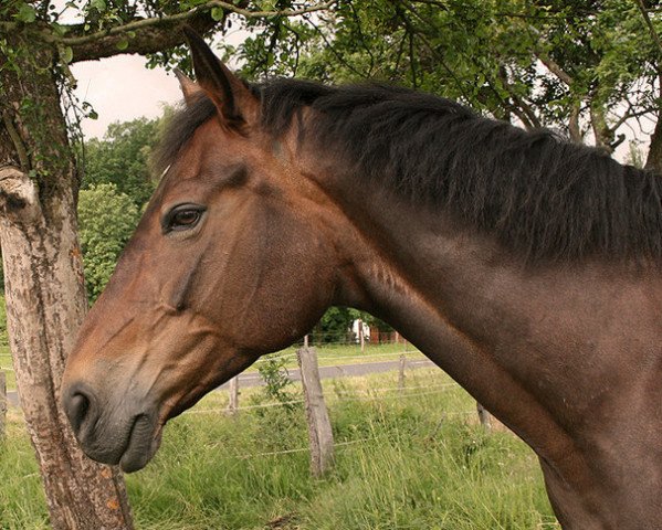 jumper Lady Luna 24 (Hessian Warmblood, 1983, from Ländler)