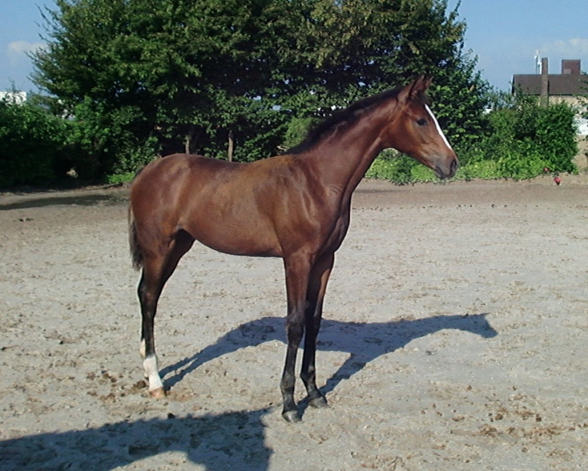horse Fussel (Westphalian, 2010, from Fürst Fugger)