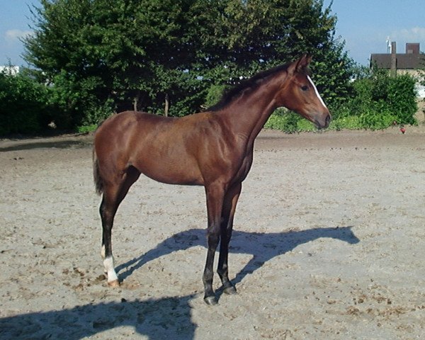 horse Fussel (Westphalian, 2010, from Fürst Fugger)