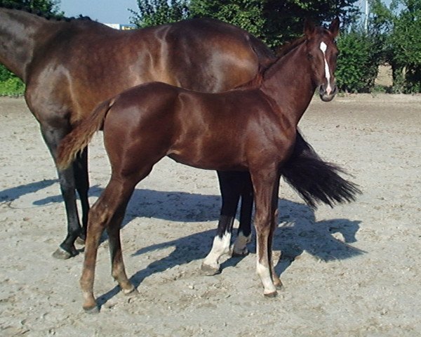Pferd Dori (Westfale, 2010, von Don Diamond)