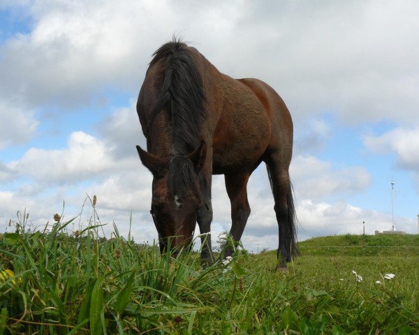 Zuchtstute American Sue (Deutsches Reitpony, 1988, von Apslau xx)