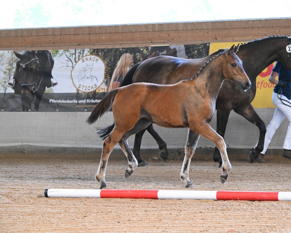 broodmare Deluxe (German Sport Horse, 2022, from Sir Nymphenburg I)