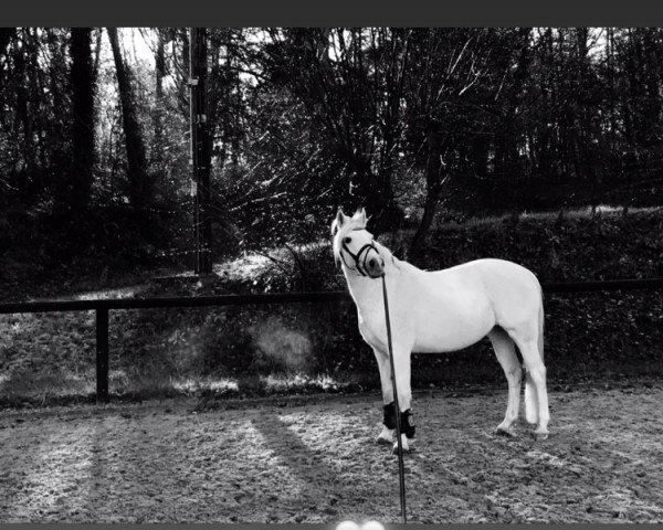 horse Chicolina (German Riding Pony, 2006, from Chevallier)