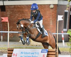 jumper Buster Hill (Connemara Pony, 2010, from Unbekannt Pony)