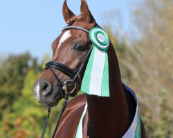 stallion FA Dajan 2015 ox (Arabian purebred, 2015, from Kanz Al Bidayer ox)