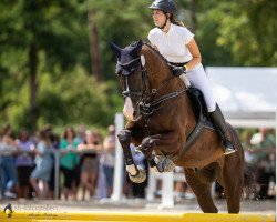 Springpferd Ibiza Skyhigh (KWPN (Niederländisches Warmblut), 2013, von Namelus R)