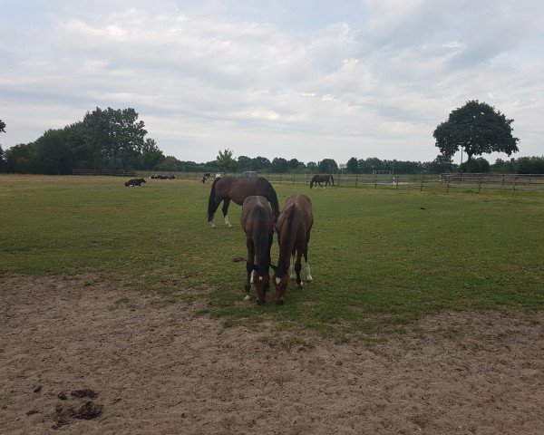 horse Pippilotta (Holsteiner, 2022, from Charaktervoll Hv)