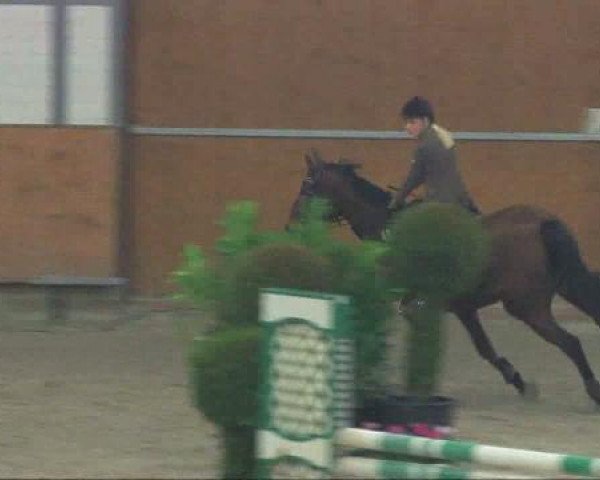 jumper Ladina 20 (Westphalian, 1992, from Landino)