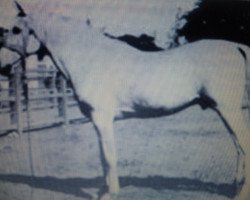 stallion Saklawi II 1895 ox (Arabian purebred, 1895, from Saklawi I RAS)