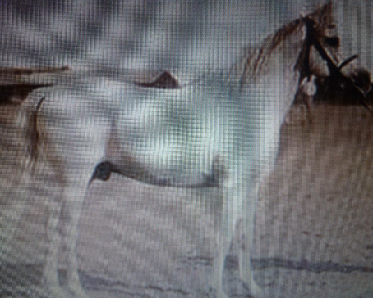 stallion El Deree 1920 DB (Arabian purebred, 1920, from Desert arabian)