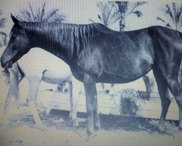 broodmare Bint Kateefa EAO (Arabian purebred, 1954, from Sid Abouhom 1936 RAS)