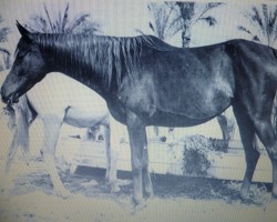 broodmare Bint Kateefa EAO (Arabian purebred, 1954, from Sid Abouhom 1936 RAS)