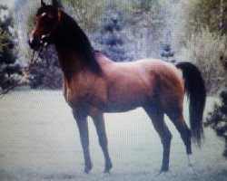 stallion True Valour ox (Arabian purebred, 1978, from Alex ox)