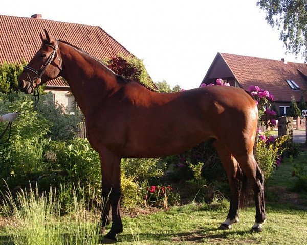 horse Wilson C (Hanoverian, 1990, from Warkant)