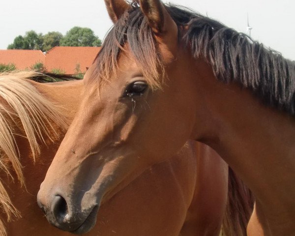 horse Carlotta (Westphalian, 2009, from Carell)