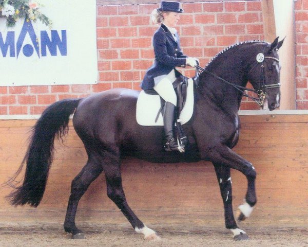 dressage horse Hermann 52 (Oldenburg, 2001, from Harvard)
