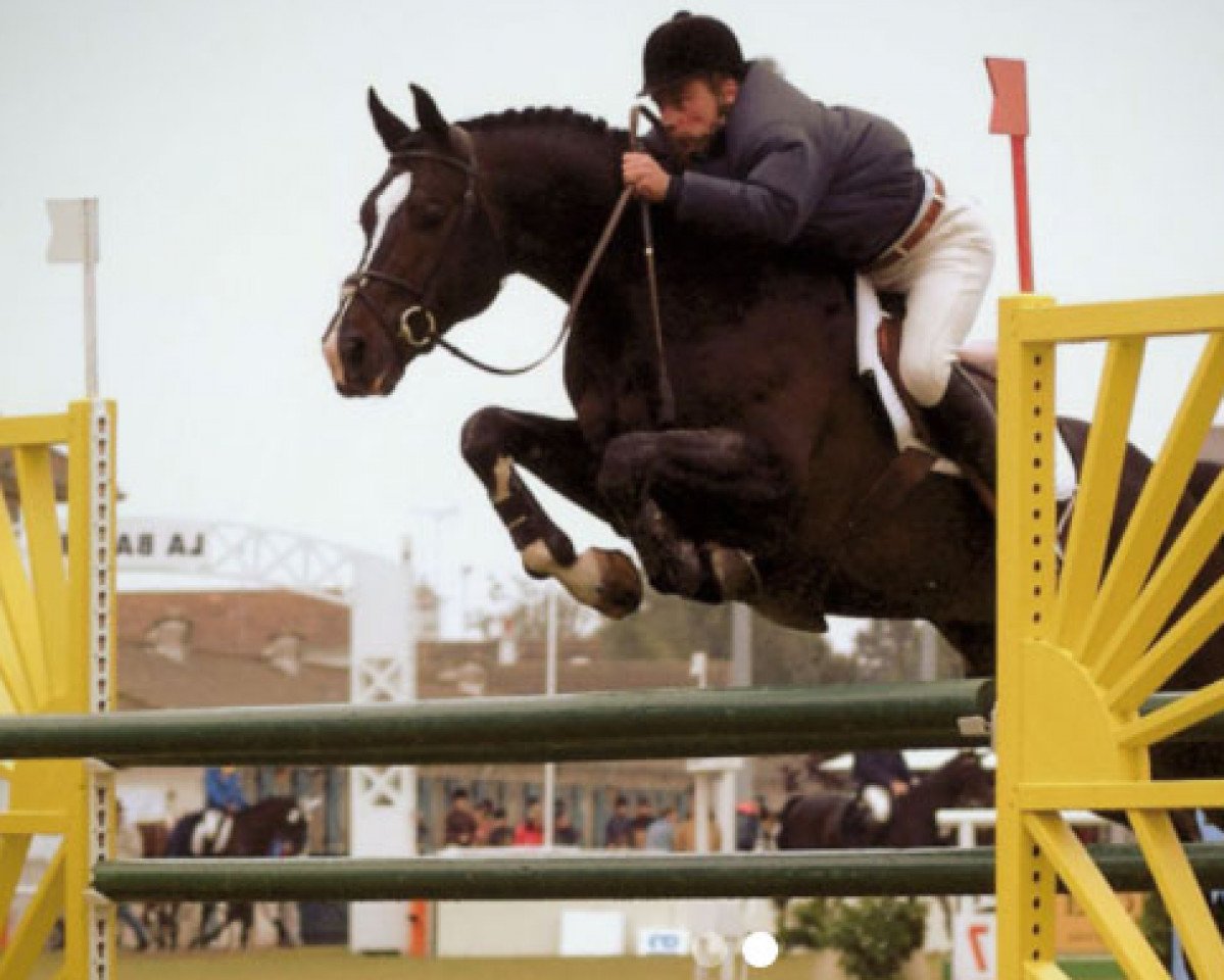 stallion Renkum Valentino (KWPN (Royal Dutch Sporthorse), 1996, from Concorde)