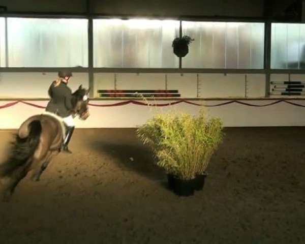 jumper Riad WSB (unknown,  )