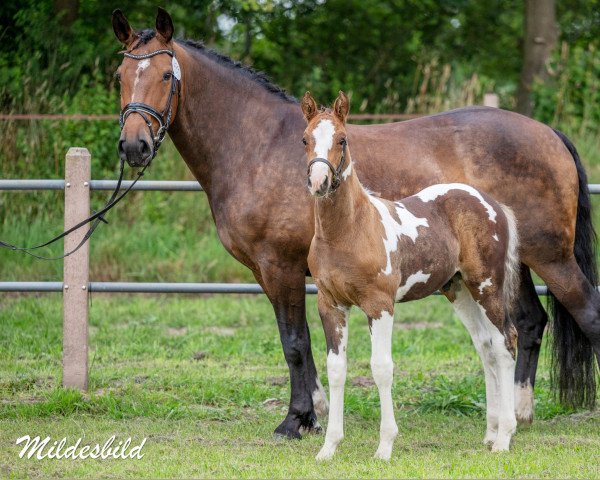 Pferd Center Shock L (Pinto mit Reitpferdepedigree, 2022, von Celebration AS)