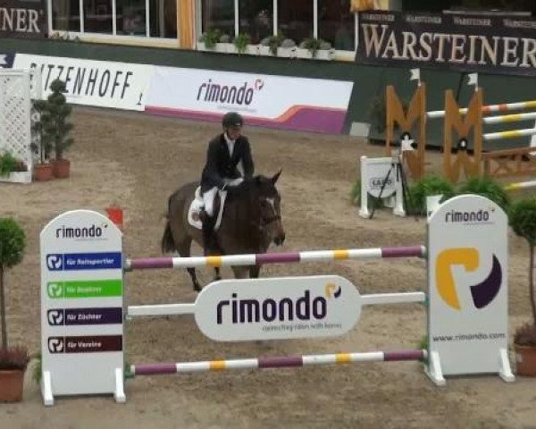 jumper Evarist van de Zwarte Stok (Belgian Warmblood, 2004, from Toulon)