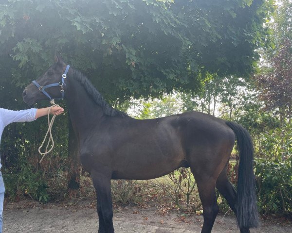 Pferd Hofstetter (Trakehner, 2015, von Berlusconi)