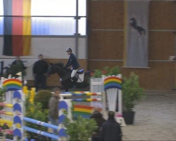 Zuchtstute Chanty 10 (Hannoveraner, 2003, von Conteur)