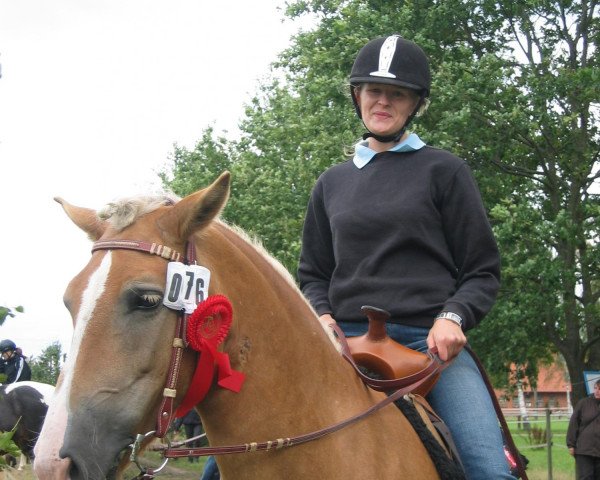 broodmare Noemi (Haflinger, 1999, from Nebos I (3,125% ox))